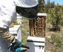 The House Of Honey - Food Delivery Shop 0