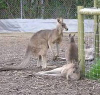 Jirrahlinga Koala  Wildlife Sanctuary - Pet Food Australia