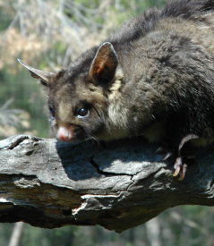 Langwarrin VIC Food Delivery Shop