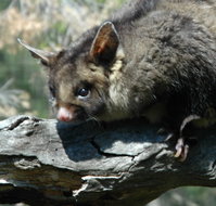 Moonlit Sanctuary Wildlife Conservation Park - Food Delivery Shop