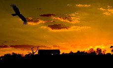 Werribee Open Range Zoo - Pet Food Australia 1