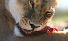 Werribee Open Range Zoo - Pet Food Australia 2