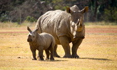 Werribee Open Range Zoo - Pet Food Australia 3