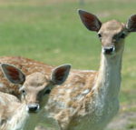 Marapana Wildlife Park - Pet Food Australia