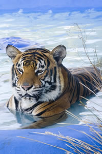 Zoo Doo Wildlife Park - Food Delivery Shop 0