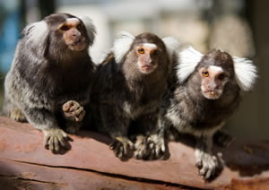 Zoo Doo Wildlife Park - Food Delivery Shop 1