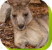 Calmsley Hill City Farm - Pet Food Australia