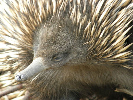 Dundee's Wildlife Park - Food Delivery Shop 3