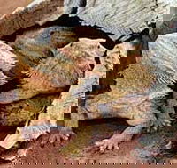 Alice Springs Reptile Centre - Food Delivery Shop