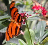 Butterfly Farm - Pet Food Australia