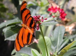 Butterfly Farm - Pet Food Australia 0