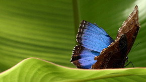 Butterfly Farm - Pet Food Australia 3