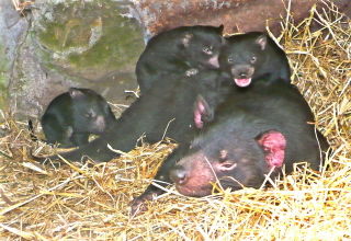 Falmouth TAS Food Delivery Shop