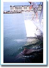 Temptation Sailing - Food Delivery Shop 1