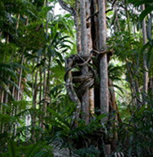 Rainforest Skywalk - Food Delivery Shop 3