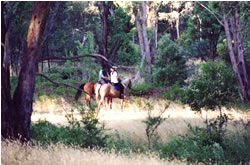 High Country Horses - Food Delivery Shop 1
