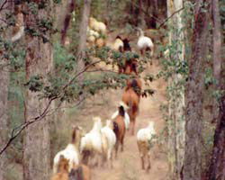 High Country Horses - Food Delivery Shop 2