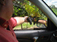 Mount Tamborine Winery & Homestead - Food Delivery Shop 1