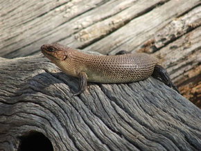Kyabram Fauna Park - Food Delivery Shop 2