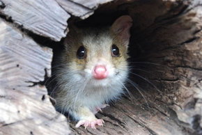 Kyabram Fauna Park - Food Delivery Shop 3