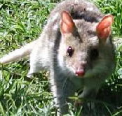 Urimbirra Wildlife Park - Food Delivery Shop