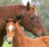 Blue Gum Farm - Food Delivery Shop