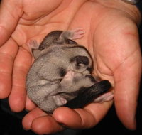 Cool Companions - Food Delivery Shop