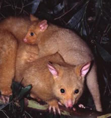 Geckoes Wildlife Presentations - Food Delivery Shop 1