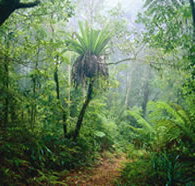 Lamington National Park and OReillys - Food Delivery Shop