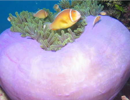 Silver Swift - Pet Food Australia 1