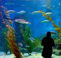 Melbourne Aquarium - Food Delivery Shop