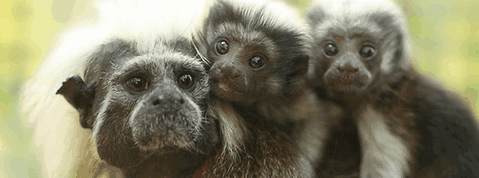 Alma Park Zoo - Food Delivery Shop 3