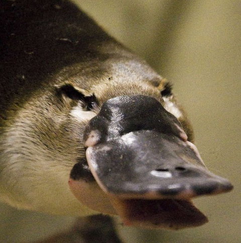 Lone Pine Koala Sanctuary - Food Delivery Shop 2