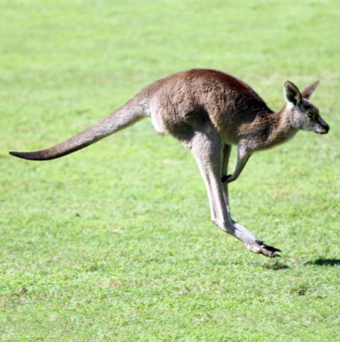 Lone Pine Koala Sanctuary - Food Delivery Shop 4
