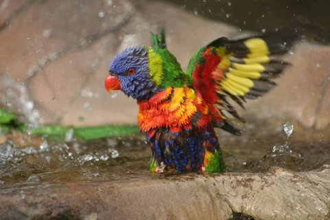 Lone Pine Koala Sanctuary - Food Delivery Shop 5