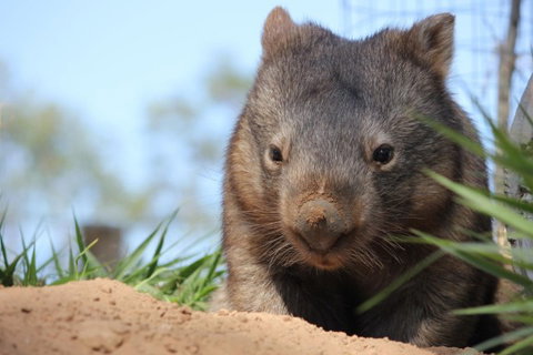 Lone Pine Koala Sanctuary - Food Delivery Shop 7