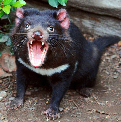 Lone Pine Koala Sanctuary - Food Delivery Shop 8