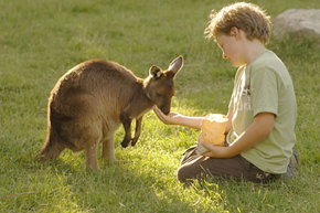 Cleland Wildlife Park - Food Delivery Shop 4