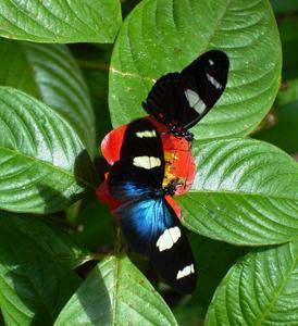 Butterfly Farm - Pet Food Australia 4