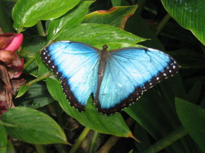 Butterfly Farm - Pet Food Australia 5