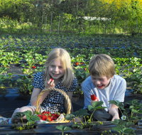 Blue Hills Berries Cherries - Pet Food Australia