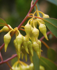 Ravensthorpe WA Food Delivery Shop