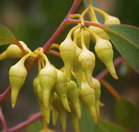 Mount Short Scenic Drive - Food Delivery Shop