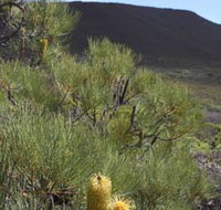 Lesueur Walk Trail Mount Lesueur - Pet Food Australia