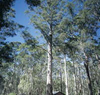 Diamond Tree Lookout Manjimup - Food Delivery Shop