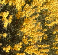 Dalwallinu Remnant Bushland - Food Delivery Shop