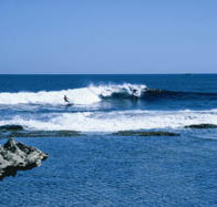 West End - Pet Food Australia