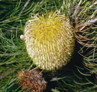 FR Berry Reserve - Pet Food Australia