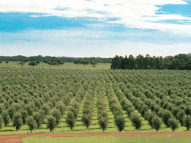 Fini Olives - Food Delivery Shop 0