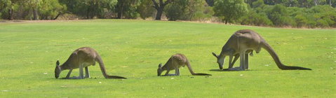Rockingham Golf Club - Food Delivery Shop 3